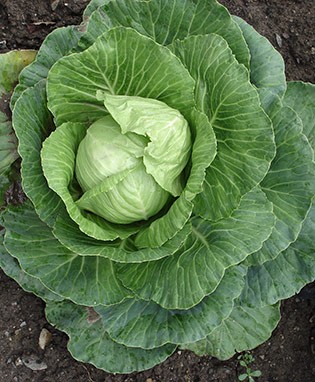 Stonehead Cabbage